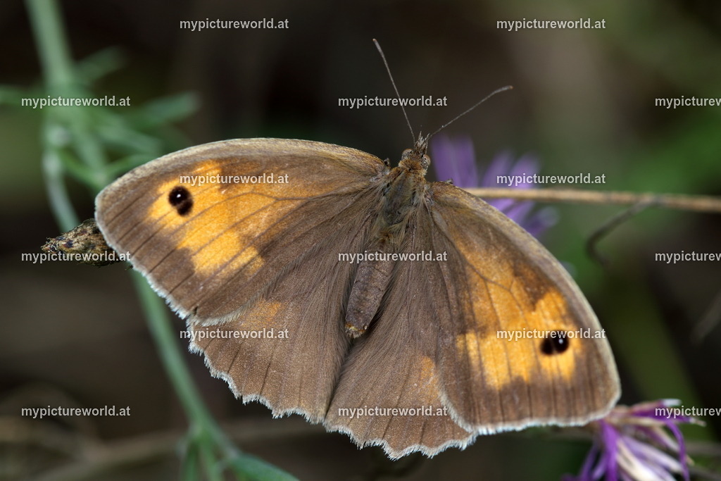 Maniola jurtina-008 | Das Bilderarchiv über Tiere, Planzen und Landschaften. In der Bilddatenbank finden Sie ein große Auswahl an hochwertigen Bilder für Ihre Werbung - Realized with Pictrs.com