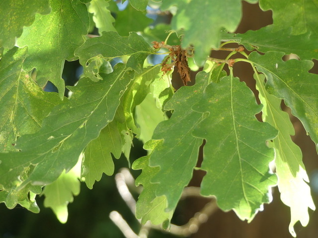 Eichenlaub | Verkauf von Fotos und  Videoclips zumThema Natur.Motive sind Pflanzen, Tiere, Landschaftenund Wetter - Realisiert mit Pictrs.com