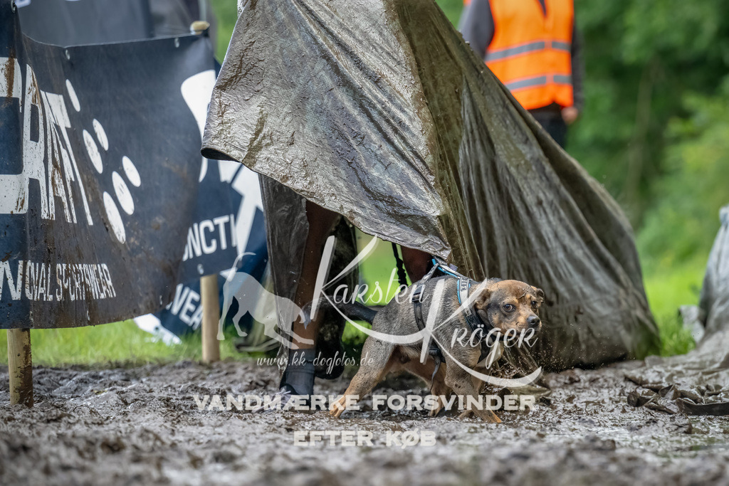 1152_ZZ94655-Bearbeitet | kk-dogfotos