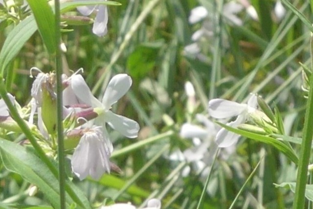 Echtes Seifenkraut Einzelblüten | Verkauf von Fotos und  Videoclips zumThema Natur.Motive sind Pflanzen, Tiere, Landschaftenund Wetter - Realisiert mit Pictrs.com