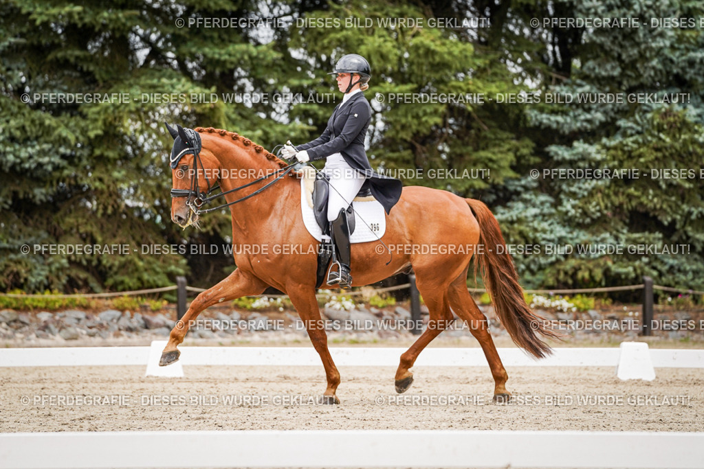 DSC05164 | Pferdegrafie