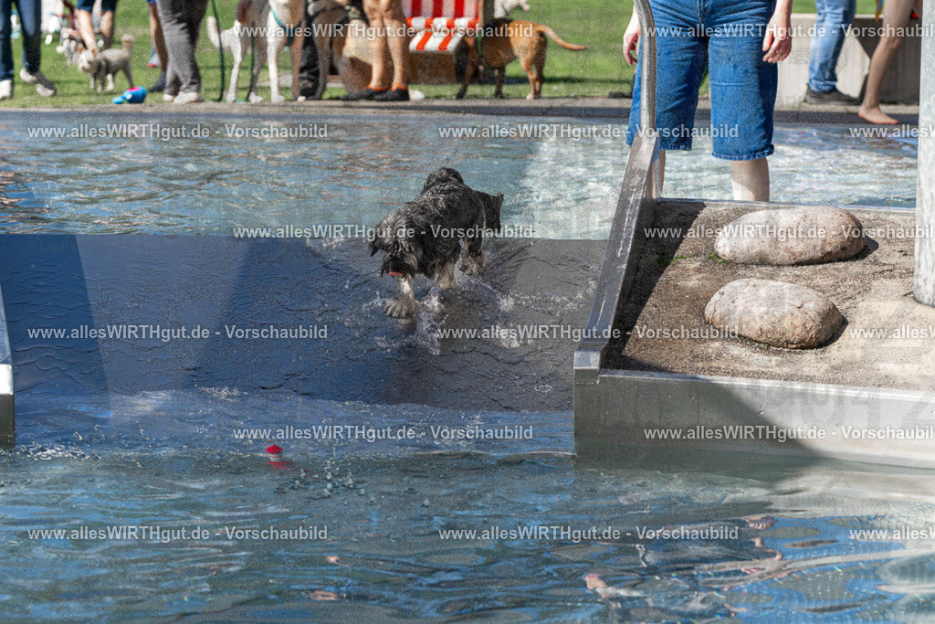 Hundeschwimmen_Volksbad_2026-allesWIRTHgut_Tierfotografie-2609061254-FAY06614 | Professionelle Tierfotografie in Mönchengladbach von Daniel Wirth (allesWIRTHgut). Liebevolle & natürliche Bilder von Hunden & Katzen für unvergessliche Erinnerungen.