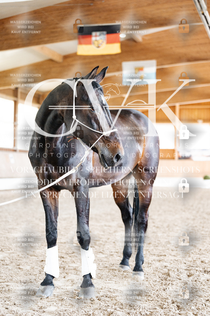 CK908139 | Turnierfotografie Pferdefotografie Trier Rheinland-Pfalz Pferdesport Reitsport Tierfotografie Sportfotografie Pferdevideo Pferdevideografie Equestrianvideography equestrianphotography  - Realisiert mit Pictrs.com