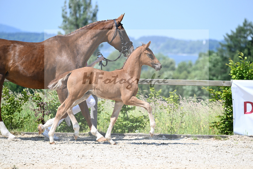 Kat-Nr. 8 HF DSP Feliciano_Niedermair_15230179 | hf-fotografie - Realizzato con Pictrs.com