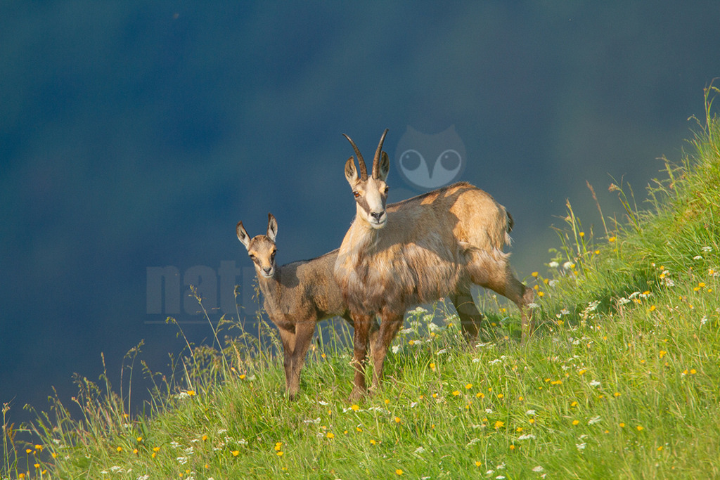 20130705191743 | Die Gemse ( Rupicapra rupicapra ) ist ein Huftier, das dank seiner aussergewöhnlichen Anpassungsfähigkeit den extremen Lebensbedingungen im Gebirge gewachsen ist. Die Gemse vereint auf eindrückliche Art Widerstandskraft, Gewandtheit und Robustheit. Während sie früher in die schwer zugänglichen Gebirgsmassive zurückgedrängt wurde, ist sie heute in Wäldern mittlerer Höhe und gar in tiefen Lagen stark verbreitet. - Realisiert mit Pictrs.com