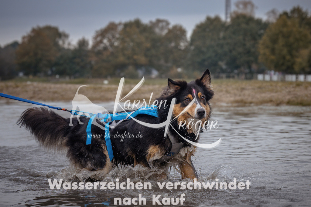 1156_ZZ97634 | kk-dogfotos