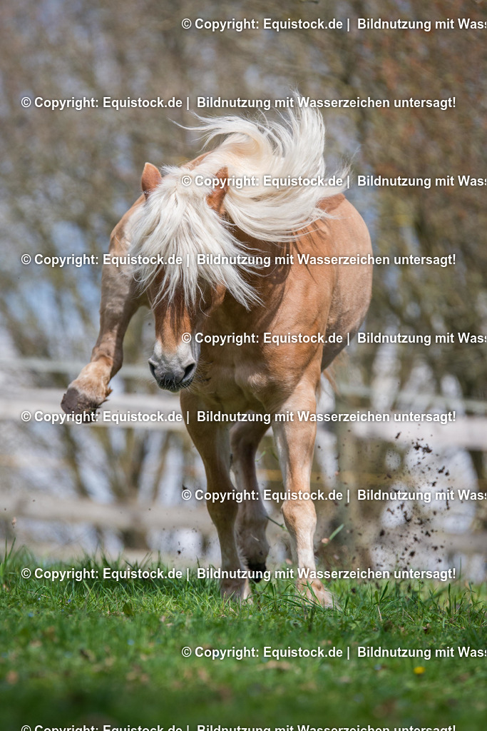 20160414_Haflinger_auf_Weide_0001 | equistock