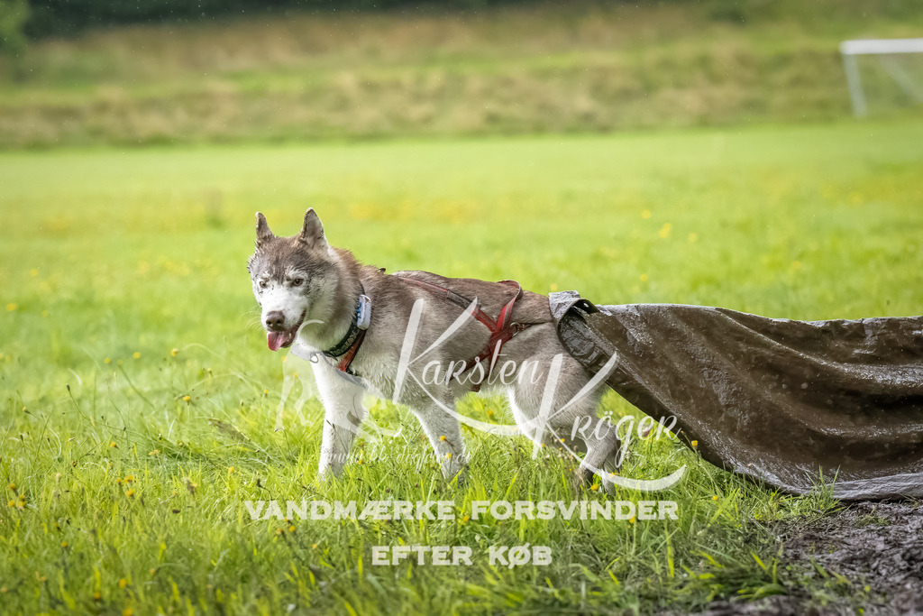 0930_ZZ91085-Bearbeitet | kk-dogfotos