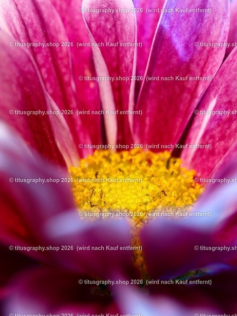 titusgraphy_P6207741-vz-ln | titusgraphy-shop: Geschenkideen mit Qualitätsfotos. titusgraphy-shop: gift ideas with quality photos. titusgraphy-shop: idées cadeaux avec photos de qualité.  - Realisiert mit Pictrs.com