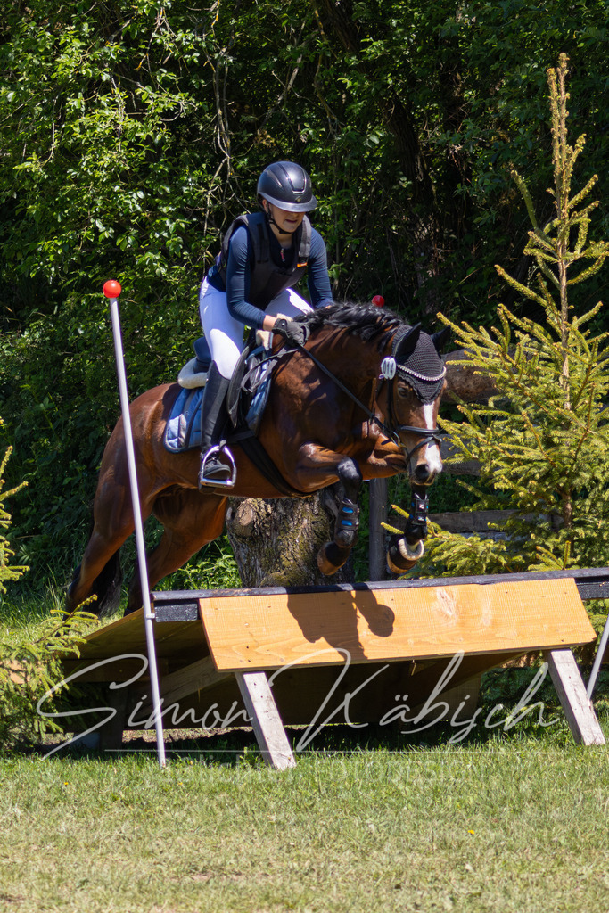 MBFotografie (14) | Tierfotografie Pferde, Hunde, Katzen, Haustiere.
Turnierfotografie Reitturniere, Reiten, Springreiten, Dressur in Hanau, dem Main-Kinzig-Kreis und dem Rhein-Main- Gebiet um Frankfurt