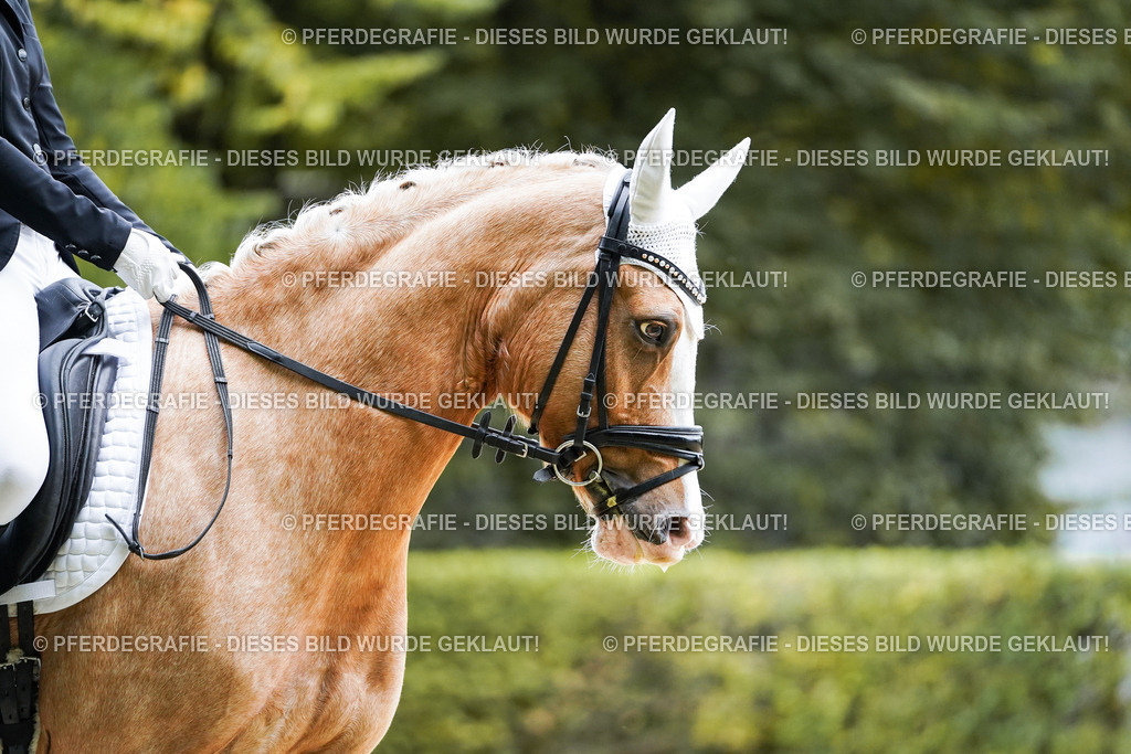 DSC01272 | Pferdegrafie