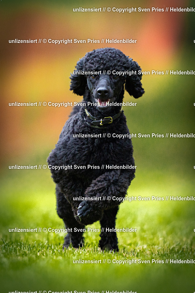 Sven Pries | 2025-09-21 - Hunderennen Baden-Oos - Realisiert mit Pictrs.com