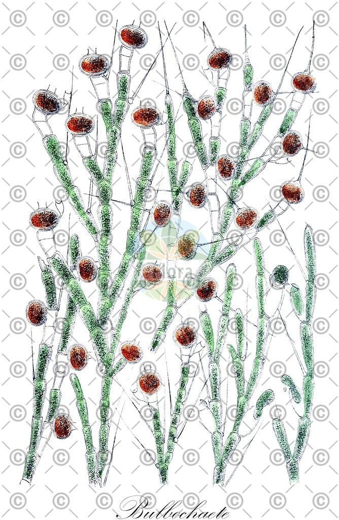 HistAbb_wfo-0000653755_1_ENZY_Simple | Historische Abbildung von Bulbochaete - Oedogoniaceae (0) | Historical Illustration of Bulbochaete - Oedogoniaceae (0)
