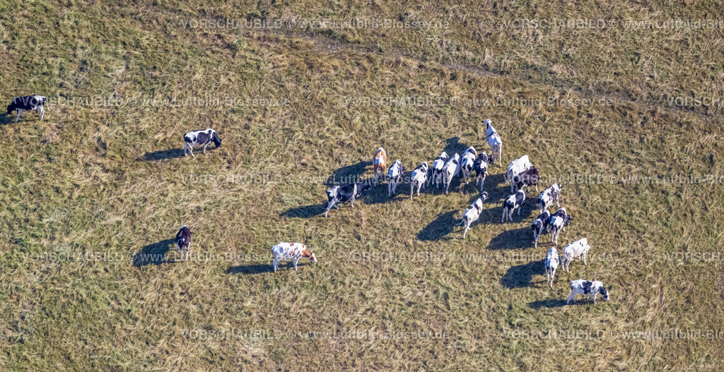 Hamm220700042 | Luftbild, Kühe auf einer Weide, an der Dolberger Straße, Heessen, Hamm, Ruhrgebiet, Nordrhein-Westfalen, Deutschland