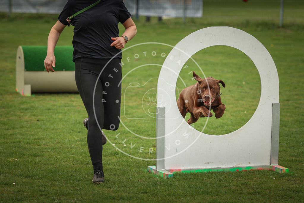 Pfotenfotografie_0L8A1891 | Hundefotografie, Tierfotograf, Pfotenfotografie, Fotoshooting Hund, Hunde Portrait, Hundesport, Hundeportraits, Heideshooting, Hunde, Sportfotograf, Hundefotograf, Turnierhundsport, THS,  - Realisiert mit Pictrs.com