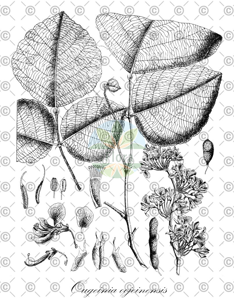 HistAbb_wfo-0001138154_1_ENZY_Simple | Historische Abbildung von Ougeinia oojeinensis - Fabaceae | Historical Illustration of Ougeinia oojeinensis - Fabaceae