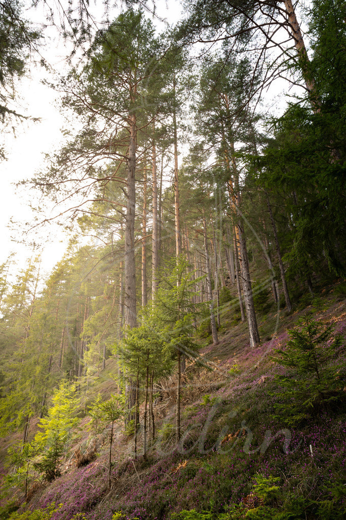 Erikablüte Steiermark | Ihre Fotografin im Lungau, ihre Fotografin im Mostviertel, Wandbilder Onlineshop, Imagefotos für Ihr Unternehmen,  - Realisiert mit Pictrs.com