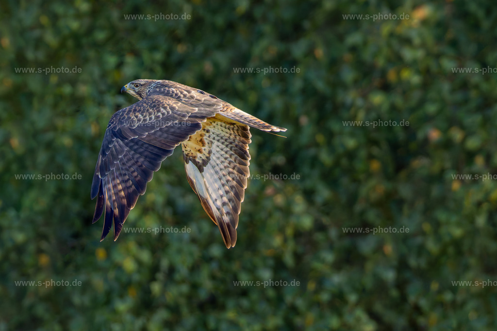 Bussard | Entdecken Sie hochwertige, lizenzfreie Fotografien für Projekte jeder Art: Natur, Städte, Menschen und mehr. Kaufen Sie einzigartige Bilder in Profi-Qualität und verleihen Sie Ihrer visuellen Kommunikation das gewisse Etwas! - Realisiert mit Pictrs.com