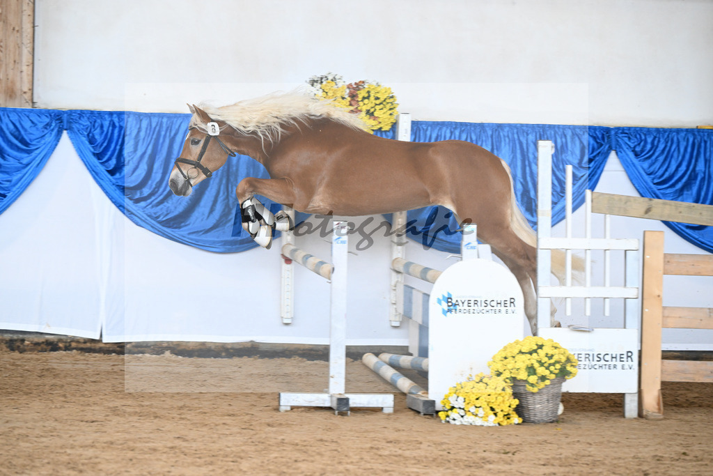 Kat-Nr. 8 Angelo Mio v. Amore Mio_Brielmeier_48250220 | hf-fotografie - Realisiert mit Pictrs.com