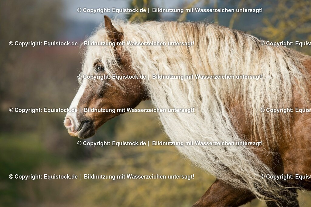 20150313_TOMsPiC_0049 | equistock