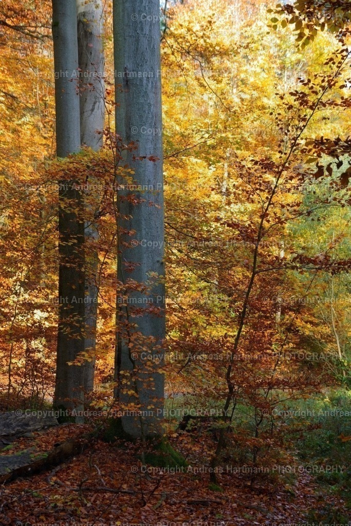 Herbstwald | Herbstwald - Realisiert mit Pictrs.com