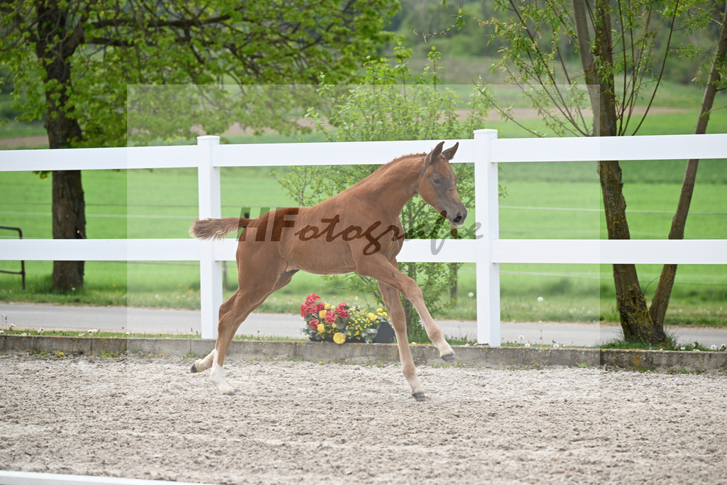 Kat-Nr. 4 SF Va Bene x Dancier_Juerges_23260119 | hf-fotografie - Realisiert mit Pictrs.com