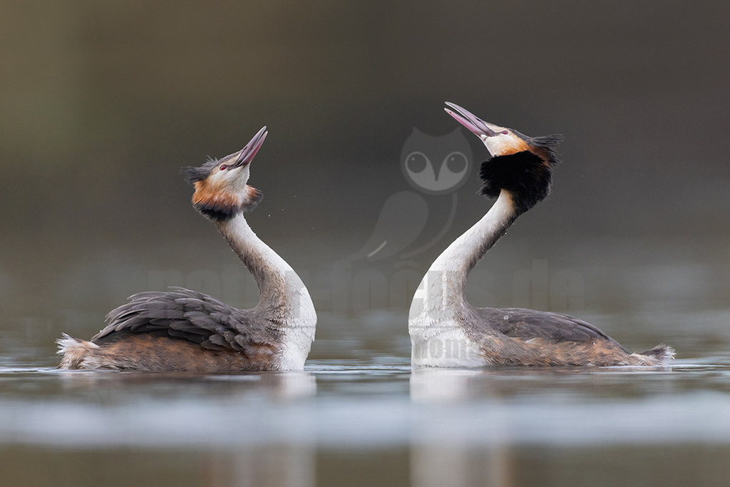 R5NF3182_20240309 | Der Haubentaucher ist eine Vogelart aus der Familie der Lappentaucher. Der etwa stockentengroße Vogel ist der größte, häufigste und bekannteste Vertreter dieser Familie von Wasservögeln. Er brütet auf Süßwasserseen und größeren Teichen mit röhrichtbewachsenen Ufern.  - Realisiert mit Pictrs.com