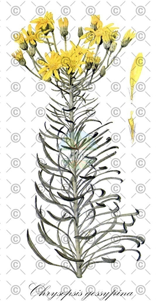 HistAbb_7NSV8_1_ENZY_Simple | Historische Abbildung von Chrysopsis gossypina - Asteraceae | Historical Illustration of Chrysopsis gossypina - Asteraceae