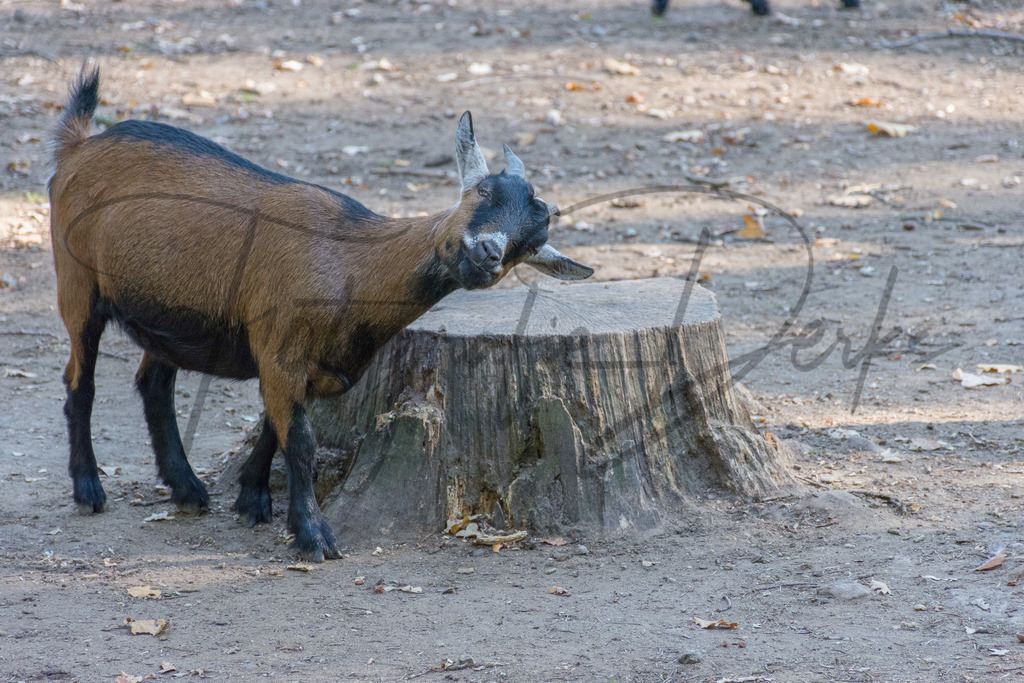 Tiere-1-5 | fotografie-derks - Realisiert mit Pictrs.com