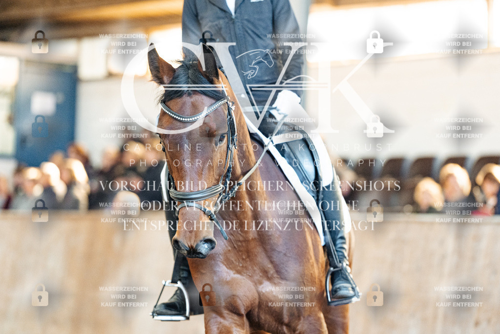 CK908704 | Turnierfotografie Pferdefotografie Trier Rheinland-Pfalz Pferdesport Reitsport Tierfotografie Sportfotografie Pferdevideo Pferdevideografie Equestrianvideography equestrianphotography  - Realized with Pictrs.com
