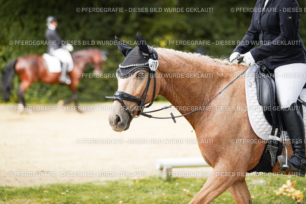 DSC03338 | Pferdegrafie