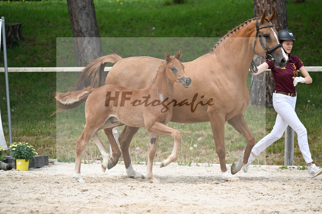 Kat-Nr. 16 HF Emerald v h Ruytershof x Manchester vant Paradijs_Schroetzlmair_24260694 | hf-fotografie - Realisiert mit Pictrs.com