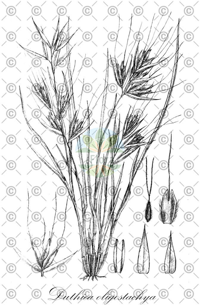 HistAbb_wfo-0000658147_1_ENZY_Simple | Historische Abbildung von Duthiea oligostachya - Poaceae | Historical Illustration of Duthiea oligostachya - Poaceae