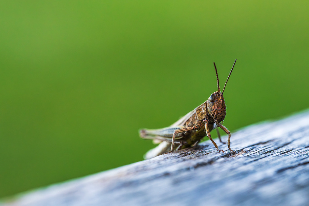 2025_09_07_LUENBURGER HEIDE_MCP2101 | Hochwertig gedruckte Fotografien für die Wand, als Kalender und zum Verschenken. Hamburg & Norddeutschland und überall wo ich mit der Kamera unterwegs war.