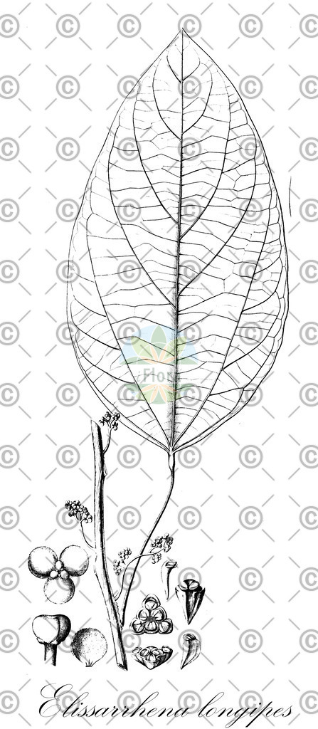 HistAbb_wfo-0000666407_1_ENZY_Simple | Historische Abbildung von Elissarrhena longipes - Menispermaceae | Historical Illustration of Elissarrhena longipes - Menispermaceae