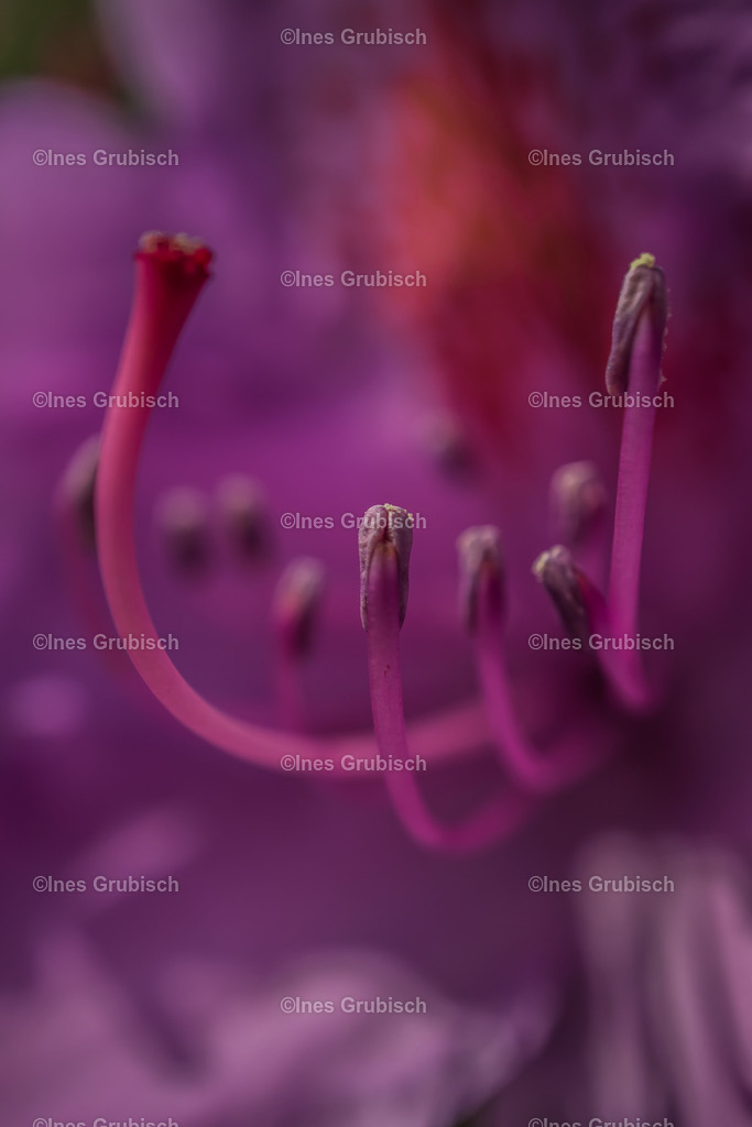 Makro vom Rhododendron | Lila Lubbenbomm - Artwork by Ines Grubisch - Realisiert mit Pictrs.com