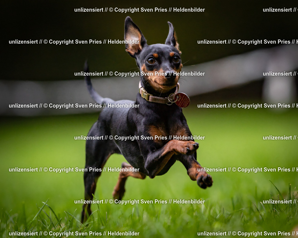 Sven Pries | 2024-10-19 - Hunderennen Ober-Grombach - Realisiert mit Pictrs.com