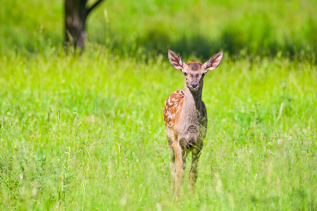 Rothirsch-Kalb | Auf einer grünen Lichtung blickt ein Rothirsch-Kalb sanftmütig zu mir hinüber, beide betrachten wir uns fasziniert. — Auflösung des Originals: 8256 x 5504 px. - Realisiert mit Pictrs.com