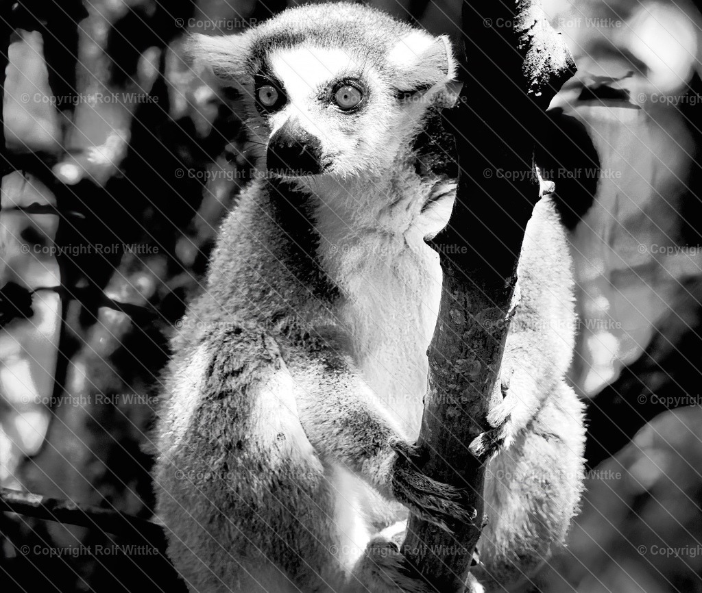 lemure1 BW | Rolf Wittke  - Realisiert mit Pictrs.com