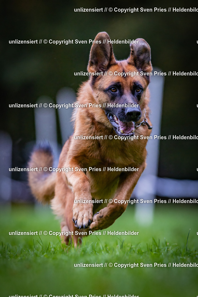 Sven Pries | 2024-10-19 - Hunderennen Ober-Grombach - Realisiert mit Pictrs.com