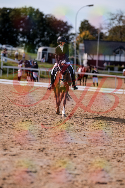 2026_10_03_Siefer-Hof_133317_Z81_91711312 | Professionelle Reitsport-, Turnier- und Eventfotografie von Robert Broda. Galerien mit ausgewählten und bearbeiteten Bildern direkt online ansehen und bestellen.
