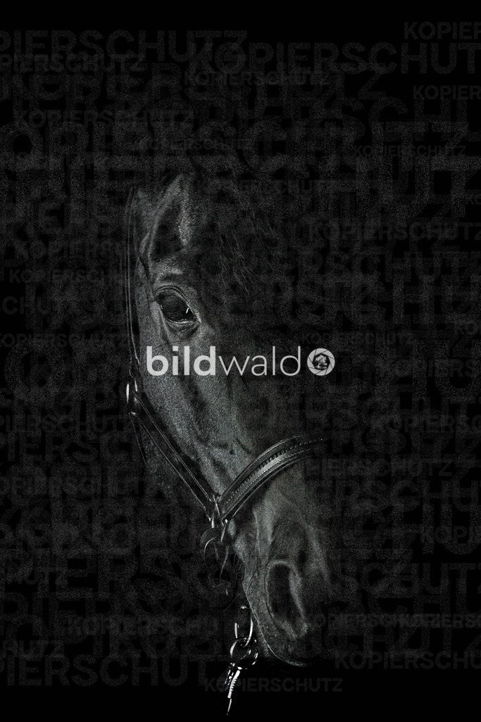 _A7_9026 | BILDWALD - eine Auswahl an Bildern von Thomas Perrotton zum bestellen und genießen. Alle Bilder von Thomas Perrotton - Alle Bilder mit einer SONY Kamera gemacht - SONY TAMRON SIGMA PHOTOSHOP LIGHTROOM BILDWALD Online kaufen Bilderwald Wandbilder - Realisiert mit Pictrs.com