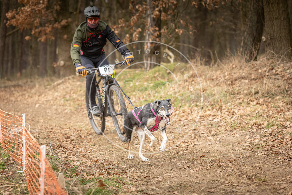 Pfotenfotografie_DV3A3485 | Hundefotografie, Tierfotograf, Pfotenfotografie, Fotoshooting Hund, Hunde Portrait, Hundesport, Hundeportraits, Heideshooting, Hunde, Sportfotograf, Hundefotograf, Turnierhundsport, THS,  - Realisiert mit Pictrs.com