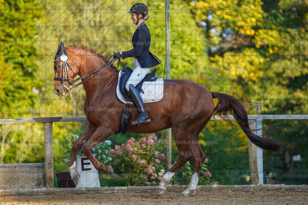 20221007-FAH00344 | Diessen am Ammersee, 2022, Dressur- und Springturnier, Reitsportbilder, Turnierfotografen Bayern, Pferdefotografen, Fotoagentur Herrmann, Turnierbilder