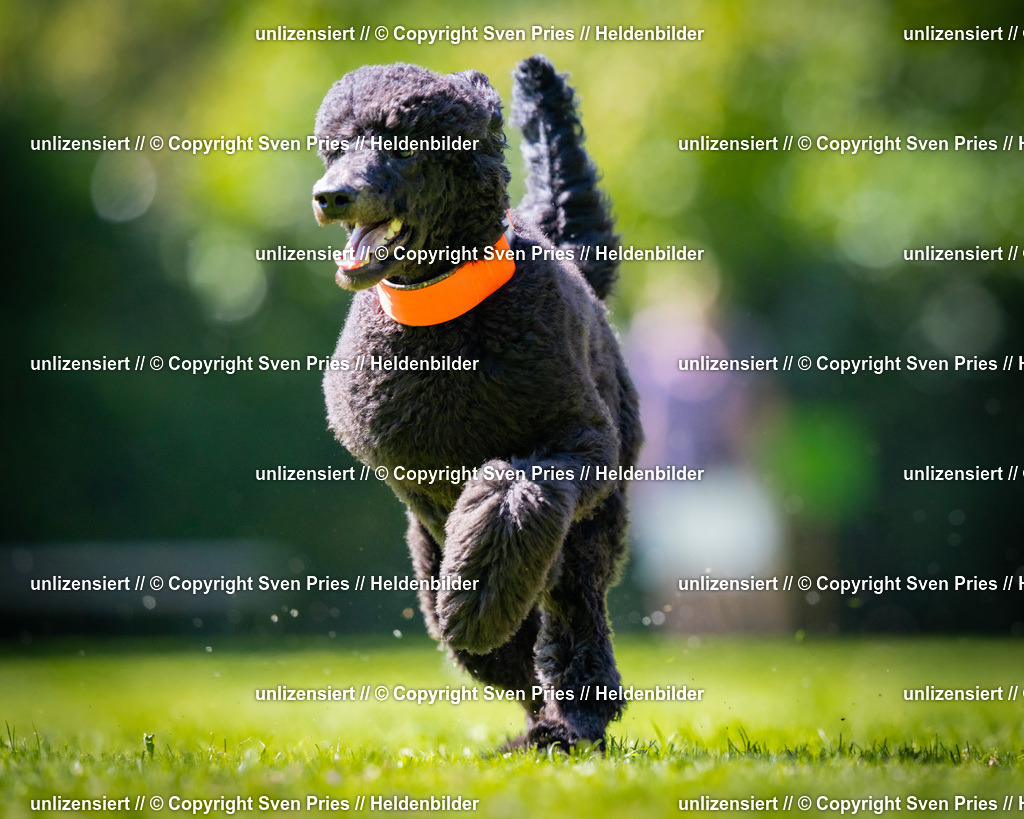 Sven Pries | 2025-08-10 - Hunderennen Durlach - Realisiert mit Pictrs.com