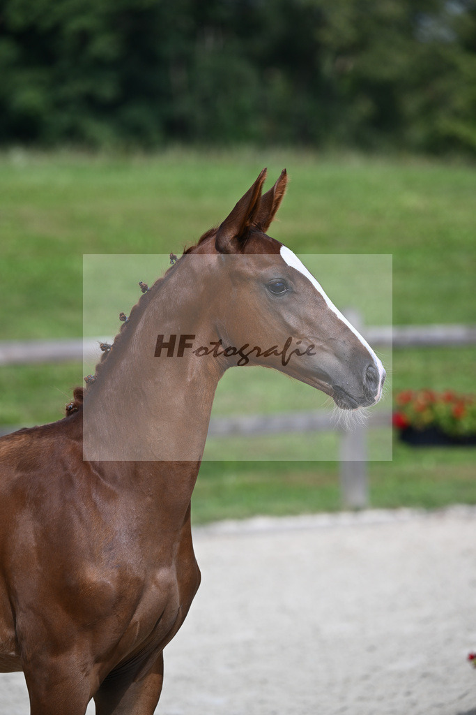Light Star x Rotgold_HF_Bauer_29240098 | hf-fotografie - Realisiert mit Pictrs.com