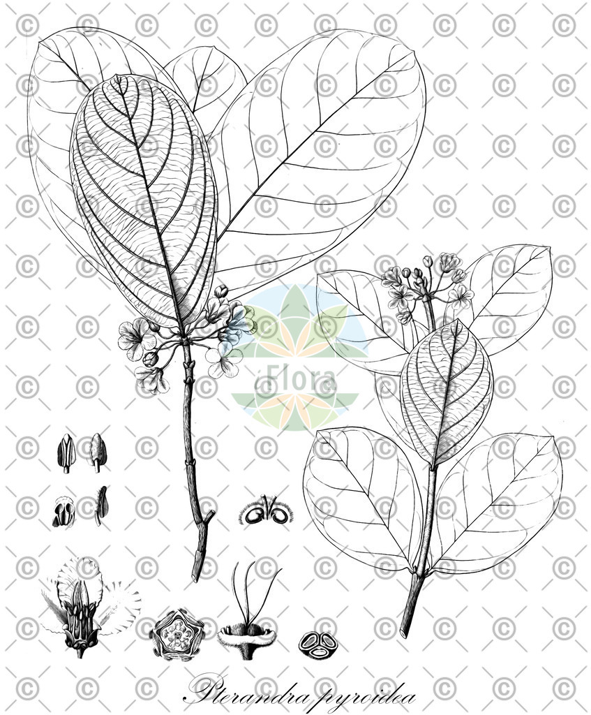 HistAbb_4606_1_FLORAD_SIMPLE | Historische Abbildung von Pterandra pyroidea - Malpighiaceae | Historical Illustration of Pterandra pyroidea - Malpighiaceae