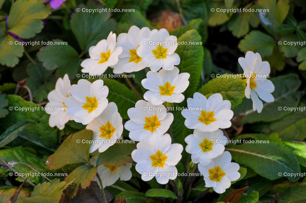 Frühling_ Blumen_ Frühlingsboten_ 28.03.2022-10 | 28.03.2022, Linz, AUT, Fruehling, Blumen, Fruehlingsboten, im Bild Primeln