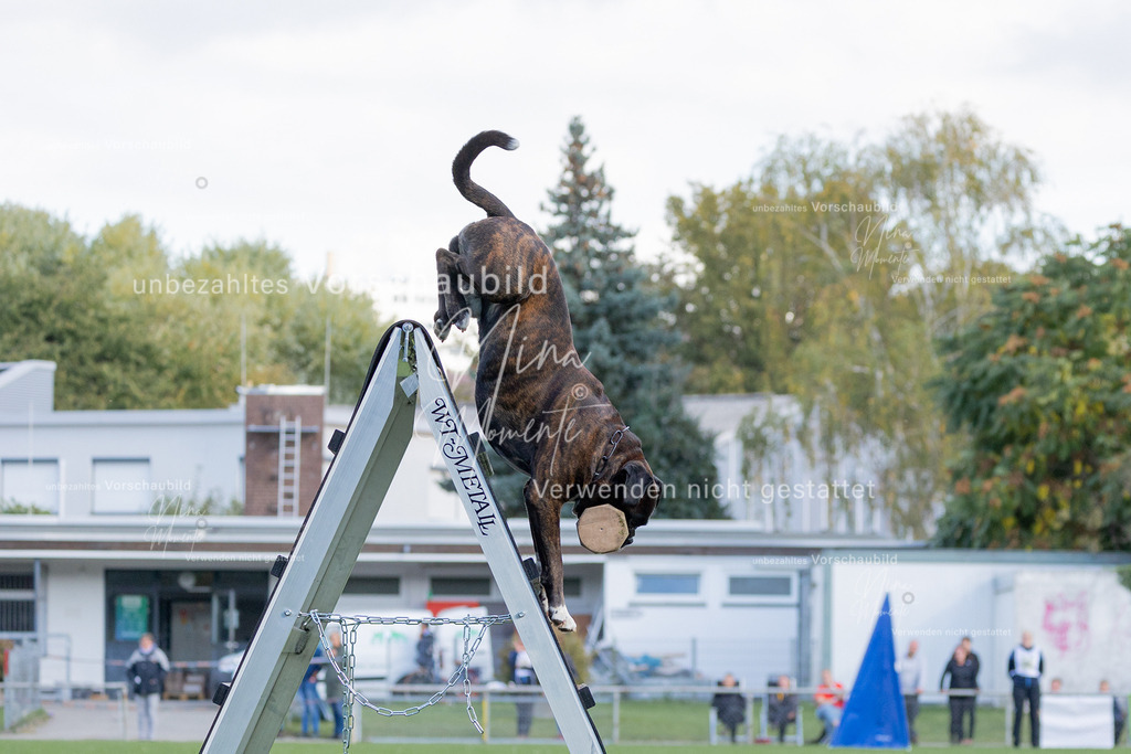 _16A5718 | Einzigartige Fotos von Hunden & Menschen –Actionfotos, Portraits, Vereinsaufnahmen & Paarshootings – authentisch, lebendig & mit Herz.