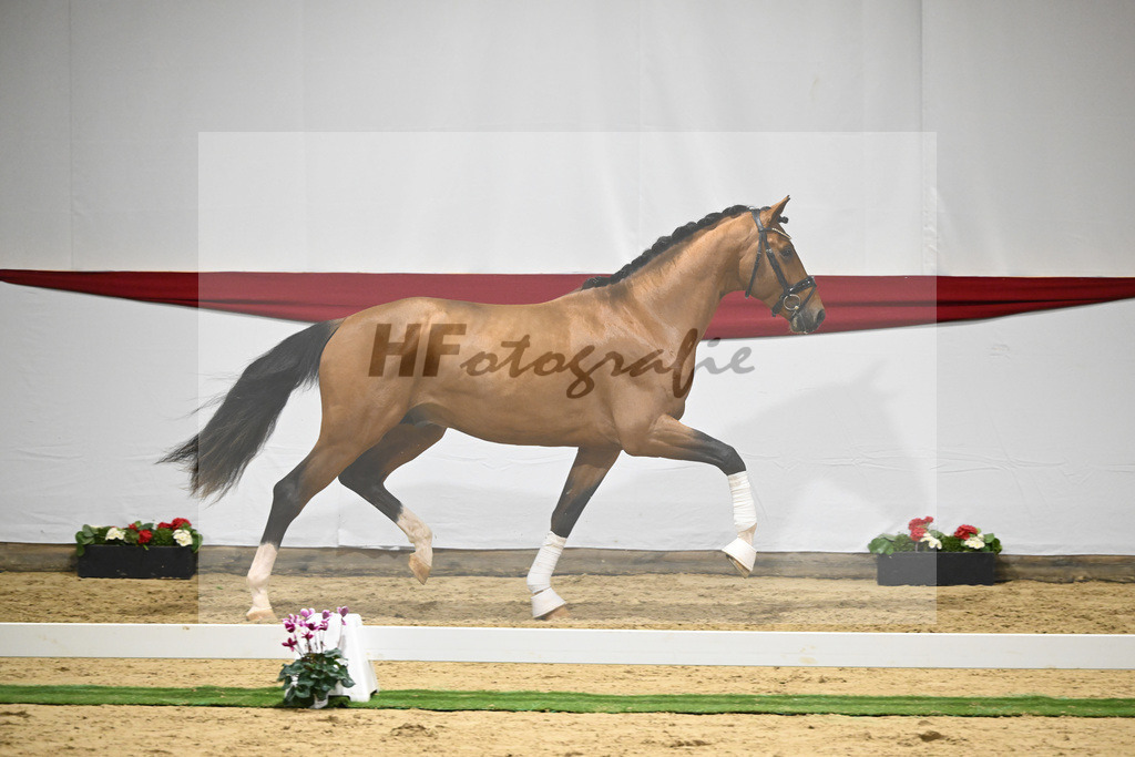 Kat-Nr. 54 v. Vaderland_Rakelbusch_63221566 | hf-fotografie - Realizzato con Pictrs.com